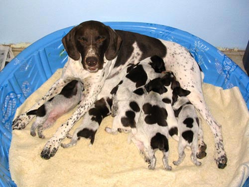 Delta and her 2005 litter