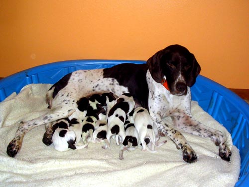 Delta and her 2007 litter at 3 days