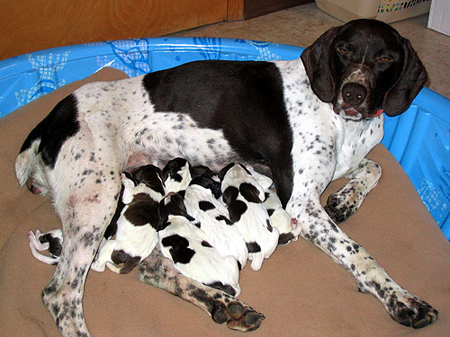 Delta and her 2004 litter
