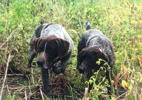 Chippewa German Shorthair Pointers Corvallis Oregon